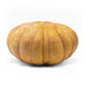 Zapallo (UNI)