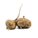 Jicama (LB)