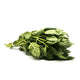 Albahaca (MAZO)