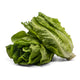 Lechuga Romana Nacional (LB)